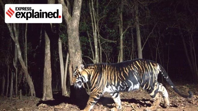 MELANISTIC TIGER BLACK TIGER IN ODISHA